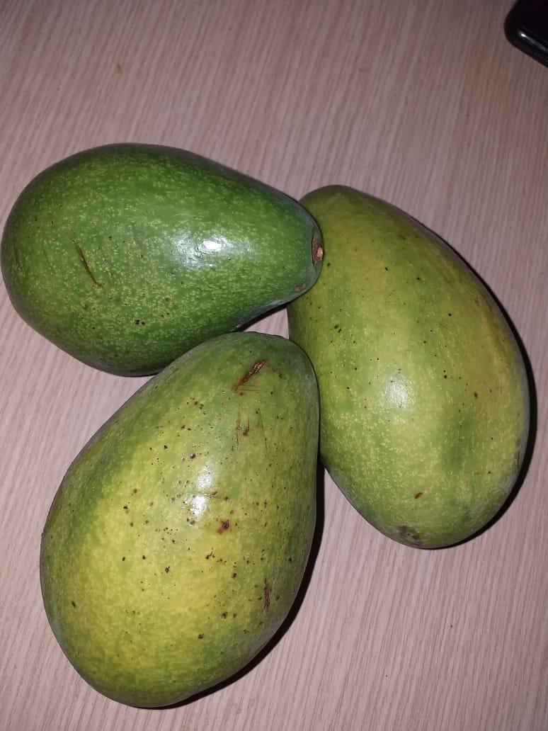 Aguacate