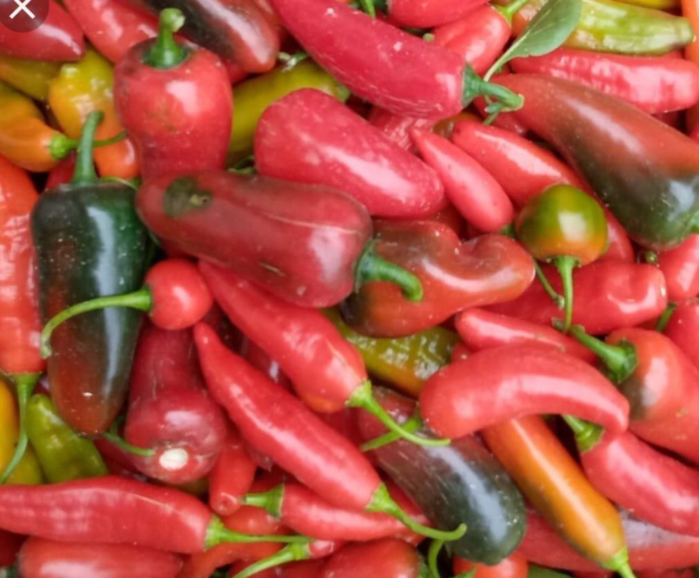 Aji Chivato