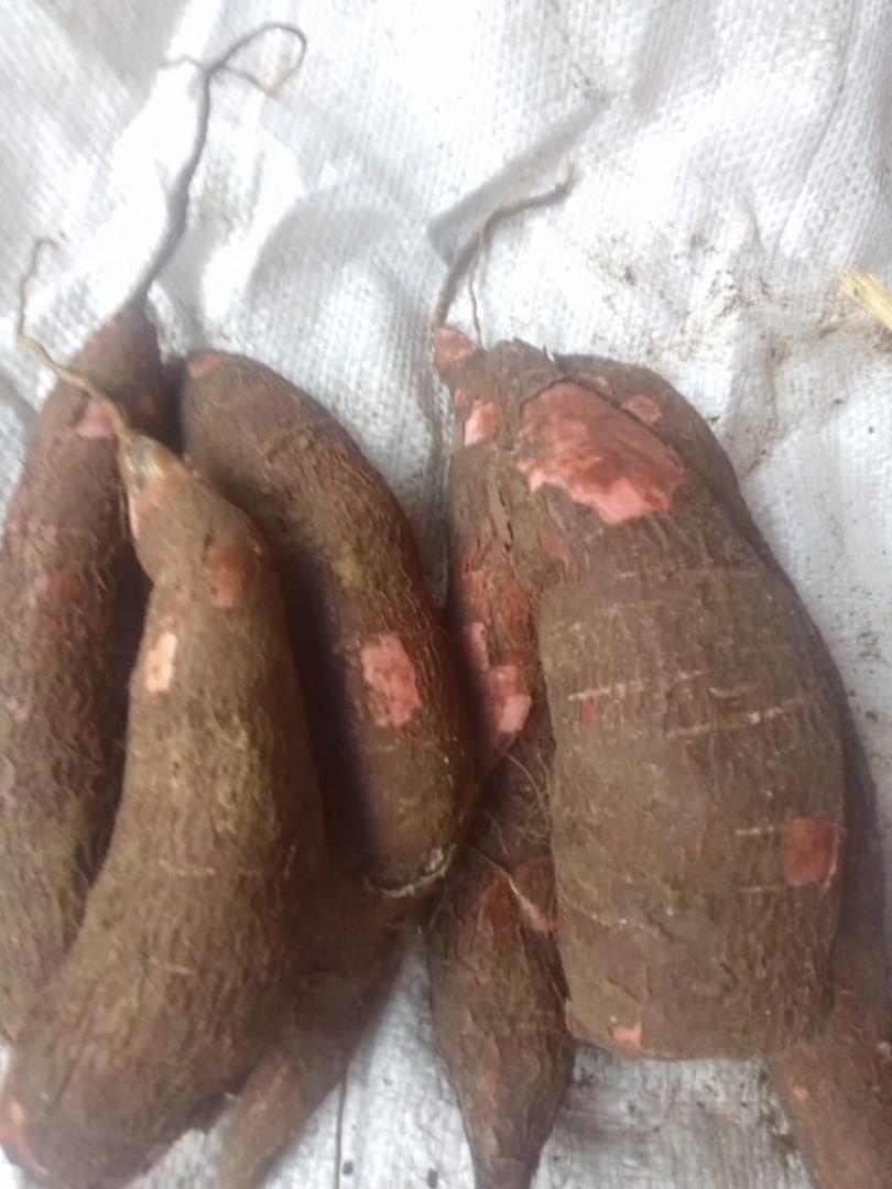Yuca