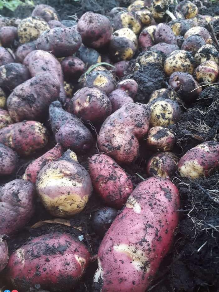 Papa Nativa Organica
