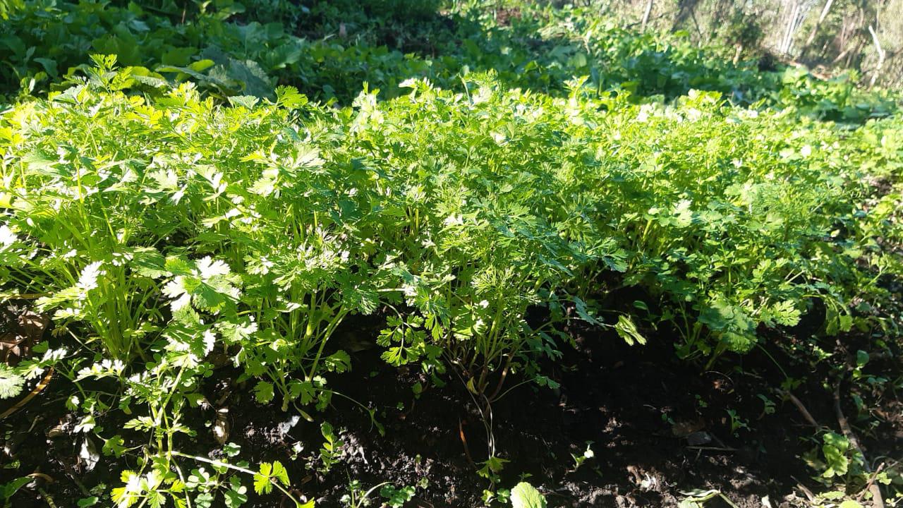 Cilantro Nacional Por Libra