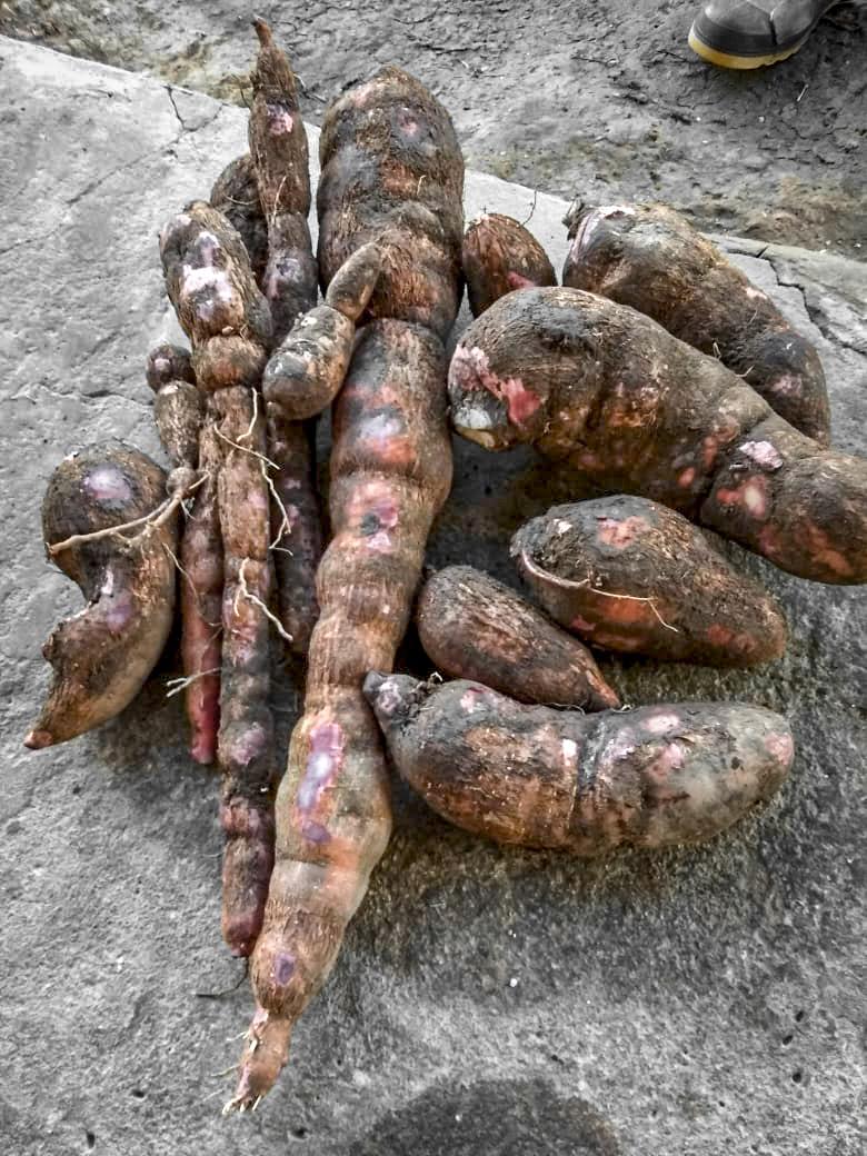 Yuca De La Mejor Calidad Al Mejor Precio