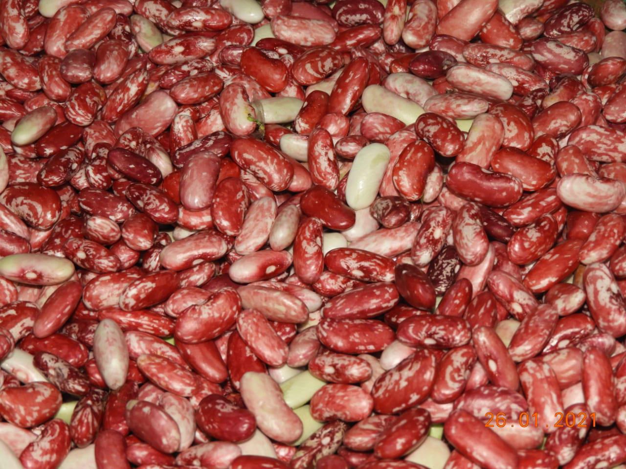 Frijo Fresco Variedad Calima