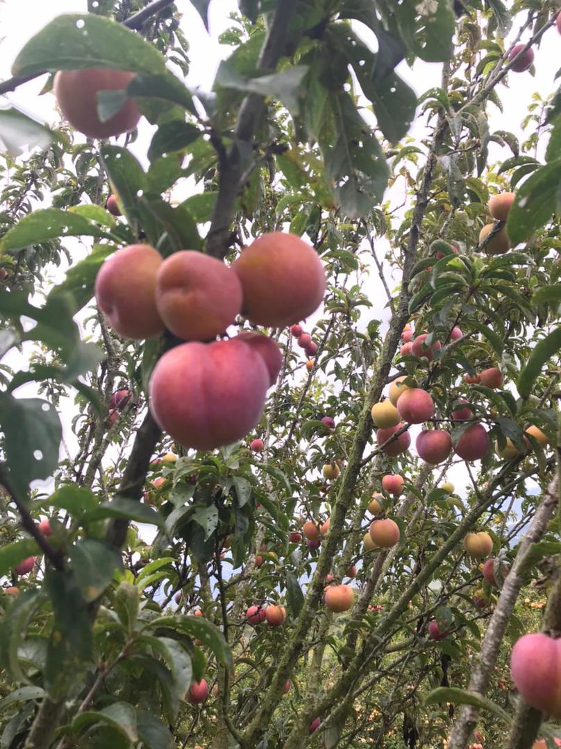 Ciruelo Variedad Rubenel
