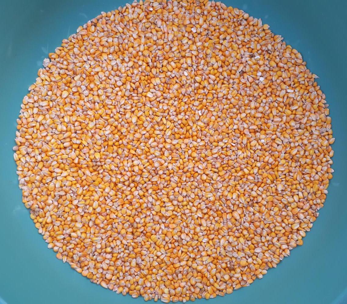 Maiz Cariaco Amarillo