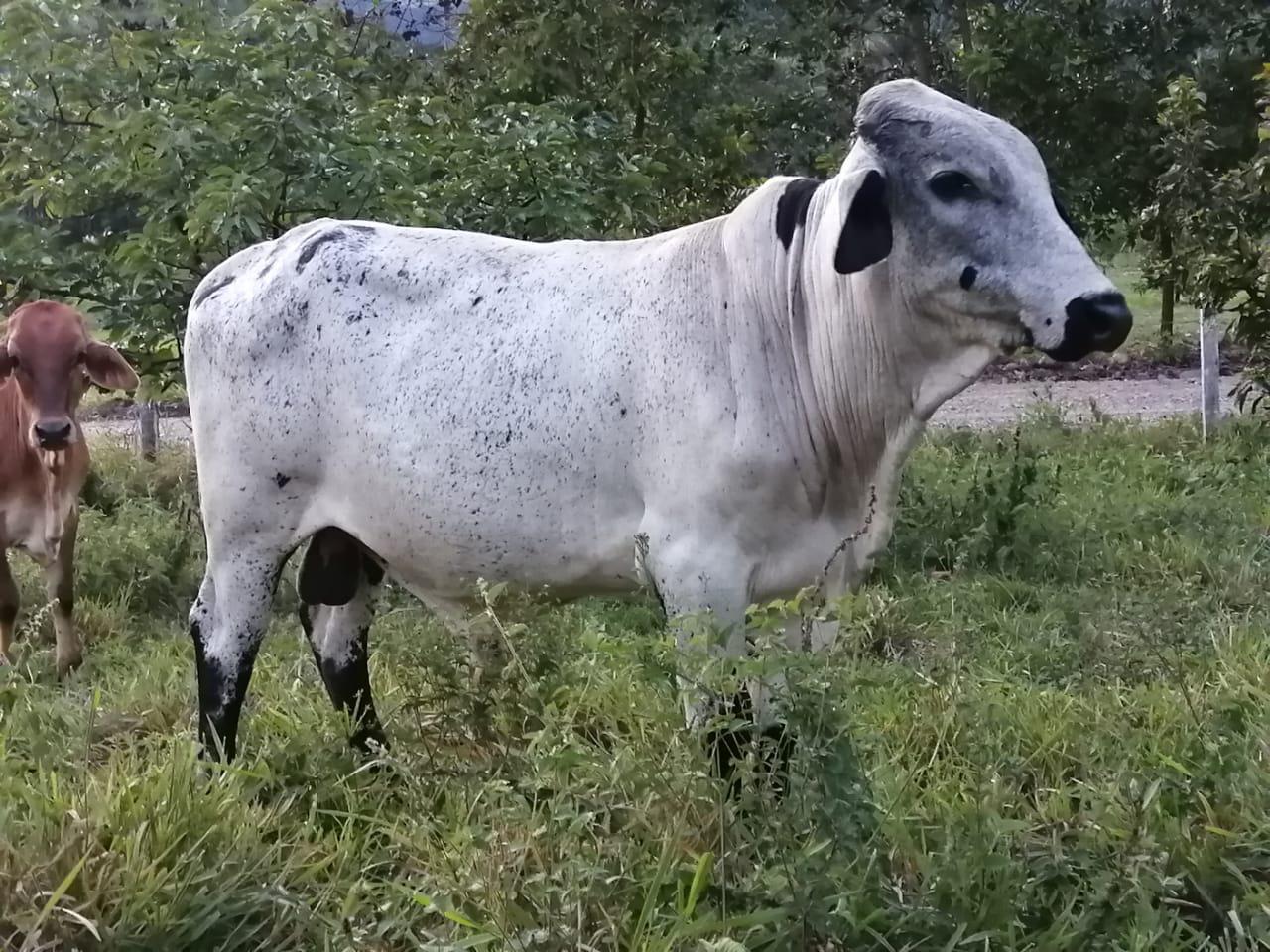 Torete Girolando