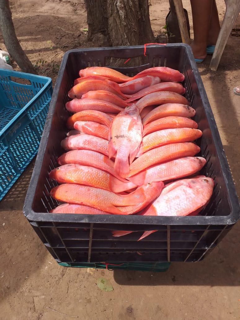Tilapia Roja