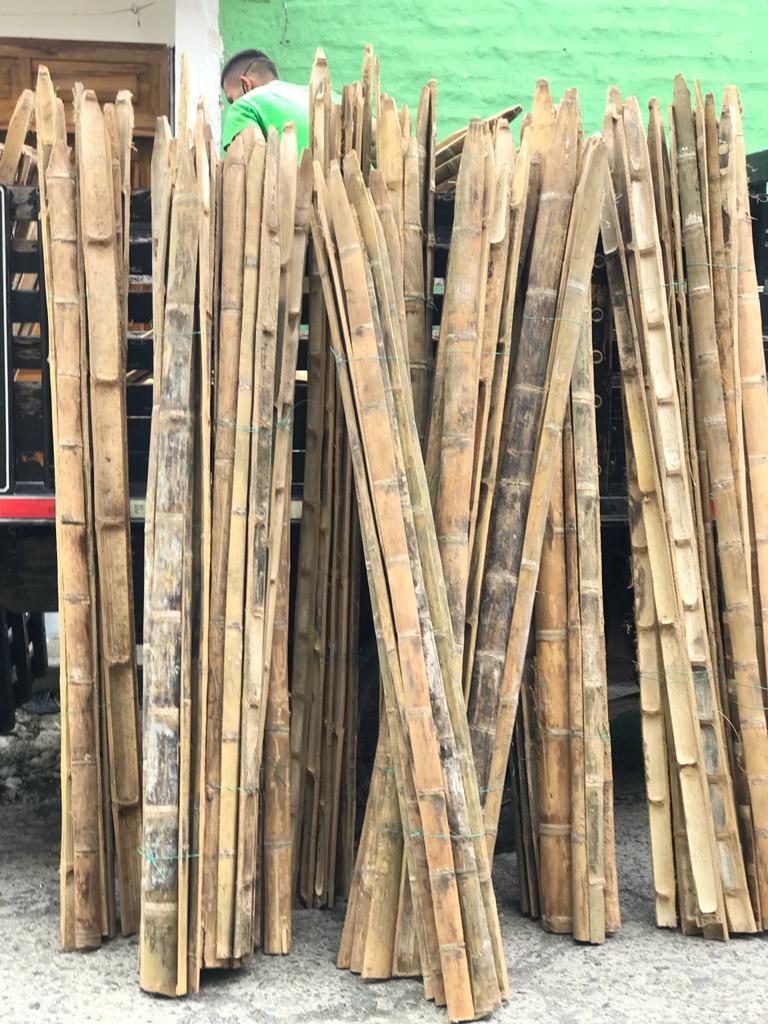 Latas De Bambu Guadua
