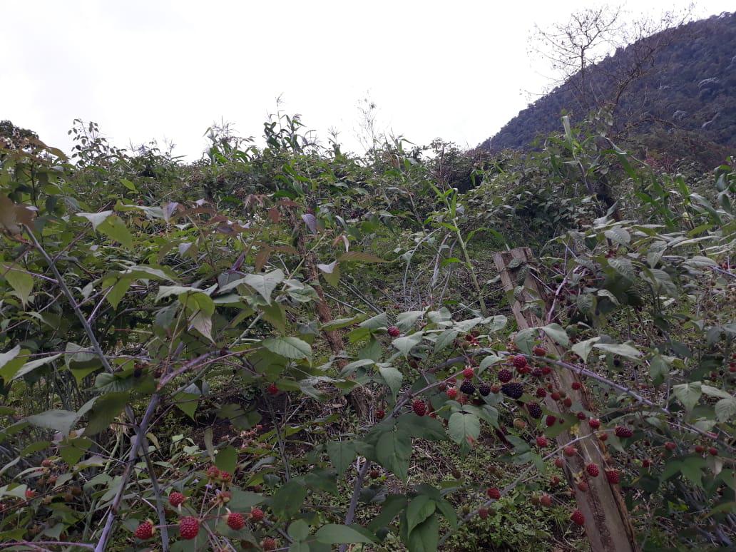 Mora Y Tomate De Arbol