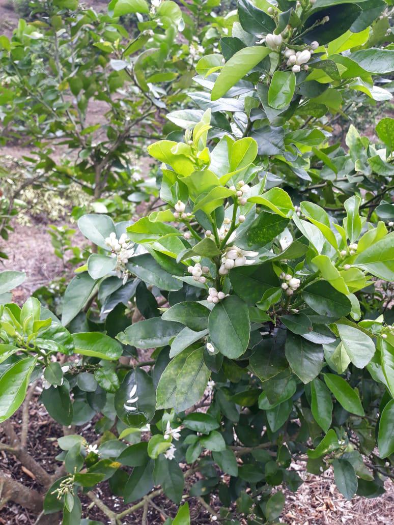 Limon Pajarito