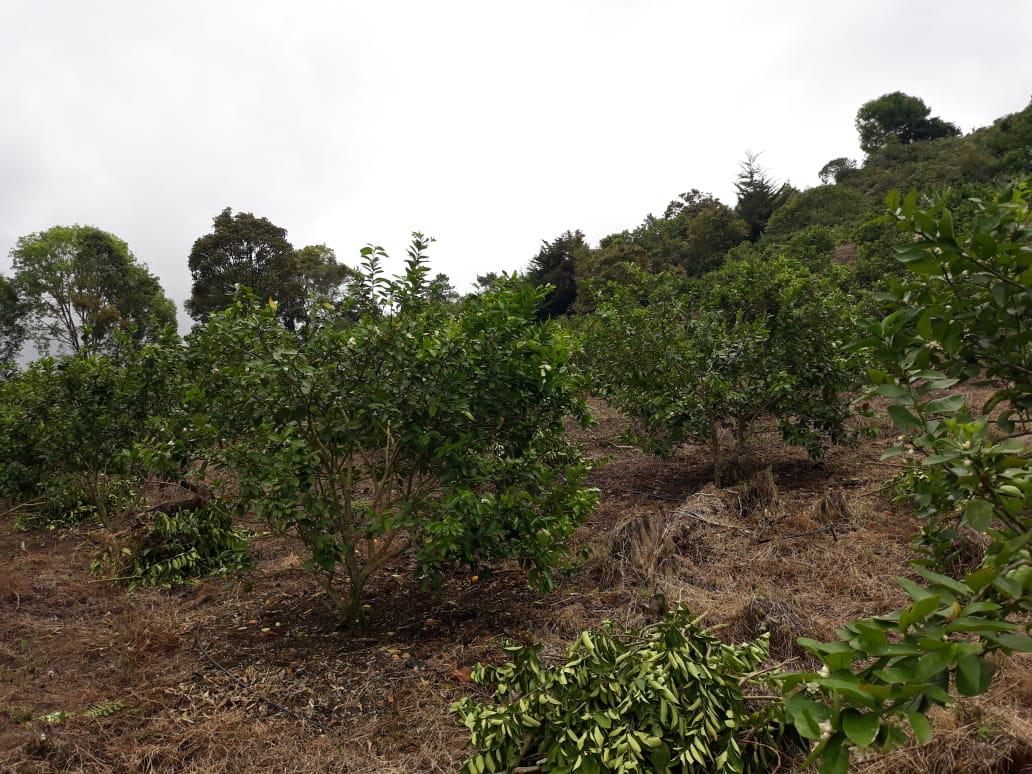 Limon Tahiti