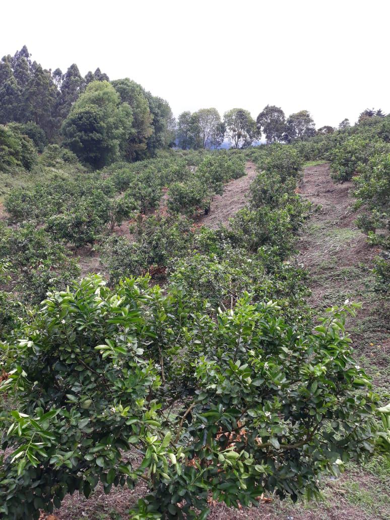 Limon Tahiti