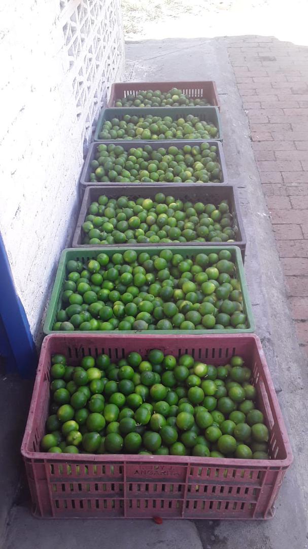 Limon Pajarito