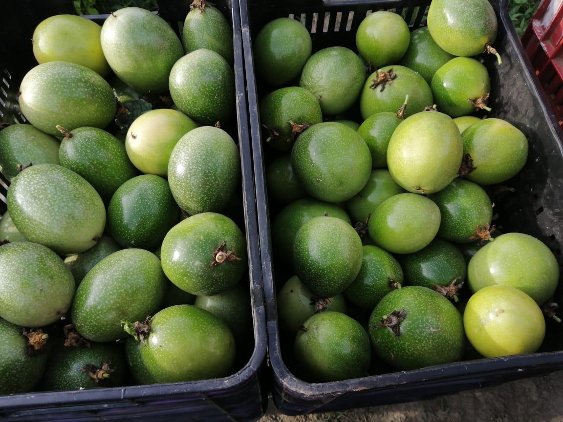 Maracuya