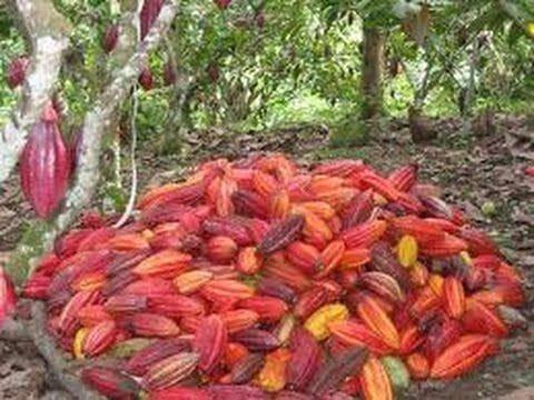 Cacao