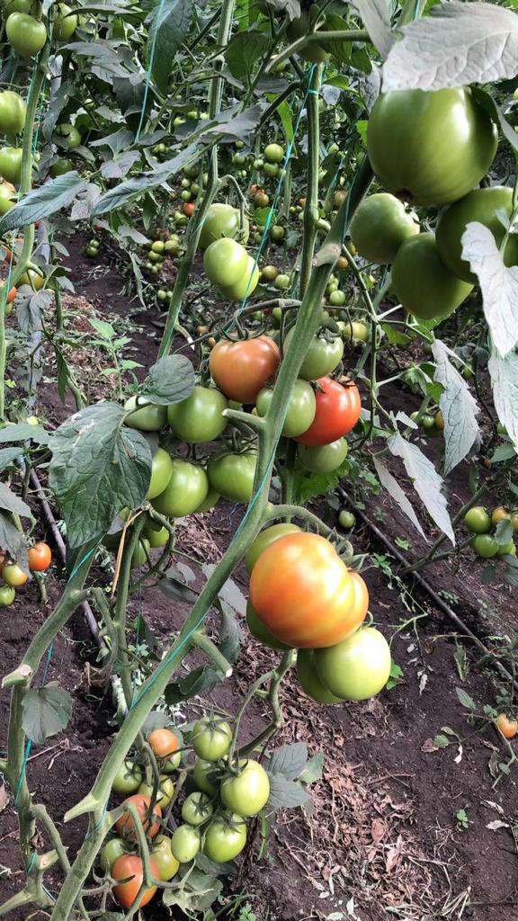 Tomate Chonto