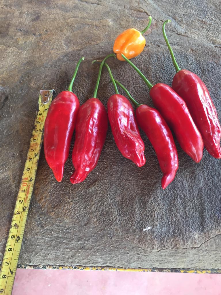 Aji Chile