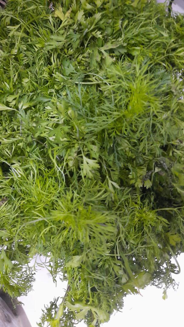 Cilantro