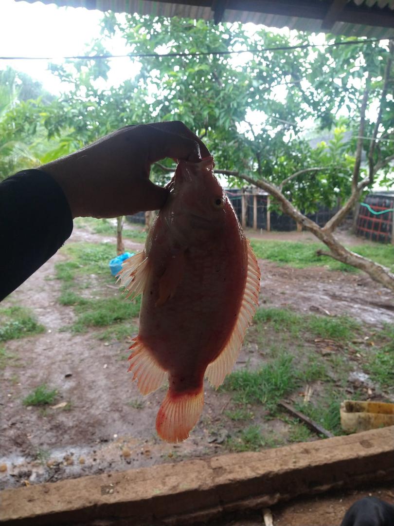 Tilapia Roja