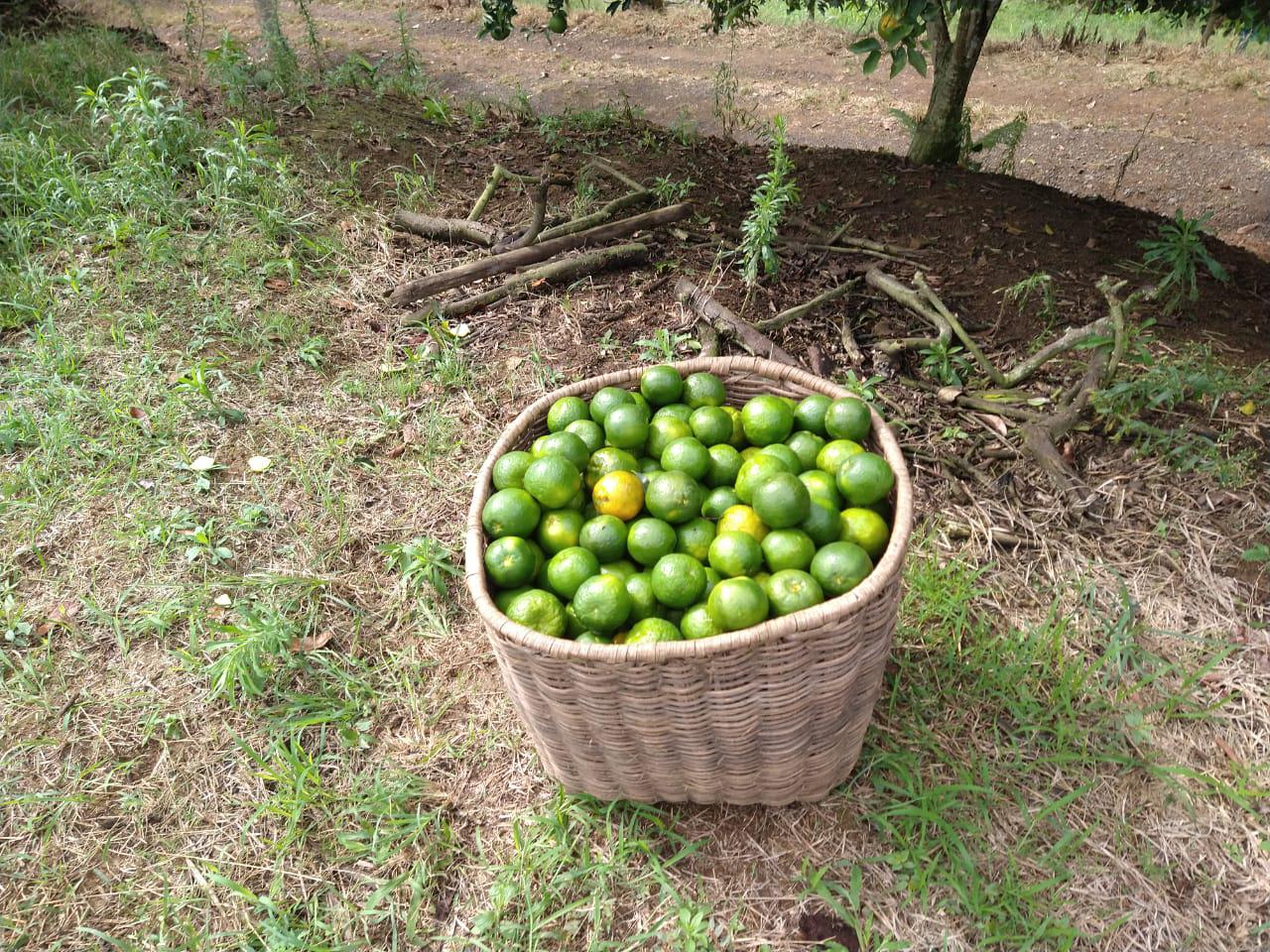 Mandarina Oneco