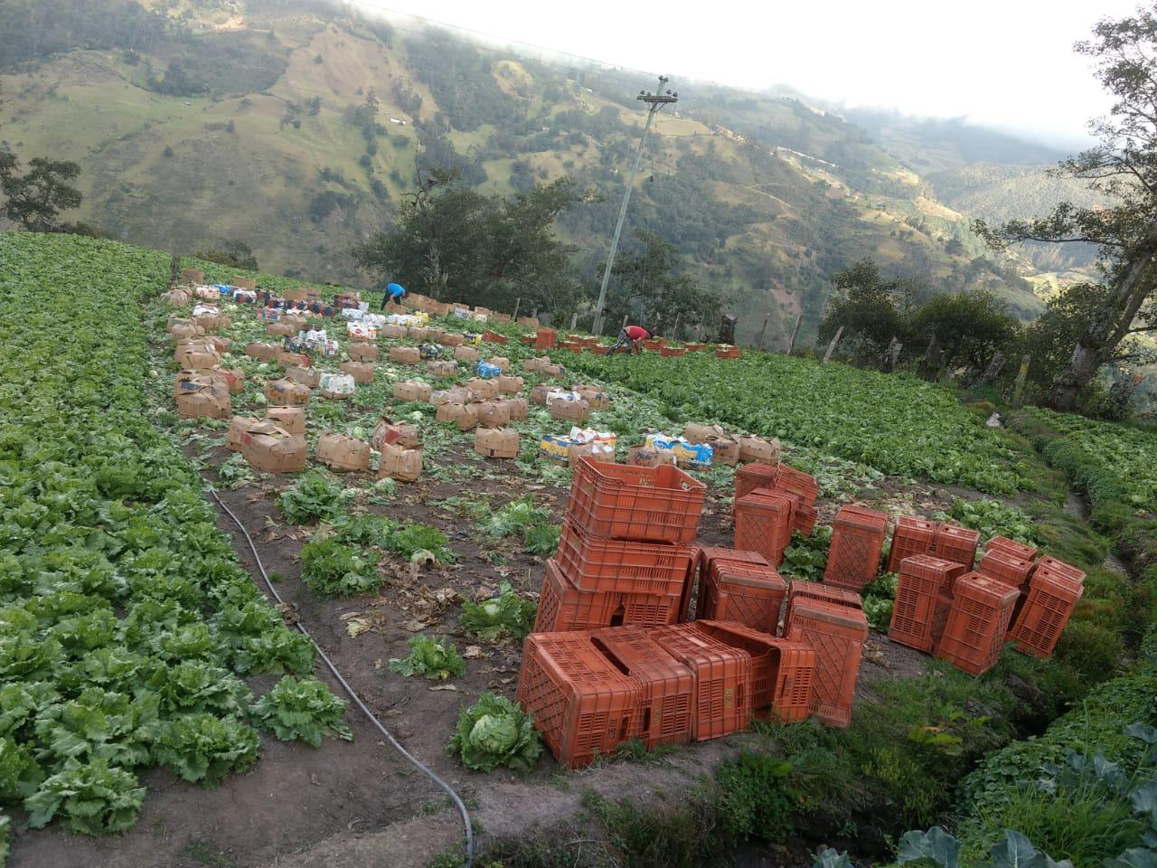 Lechuga Mutiscuana