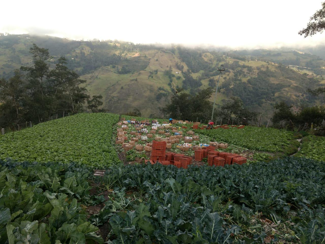 Brocoli Mutiscuano