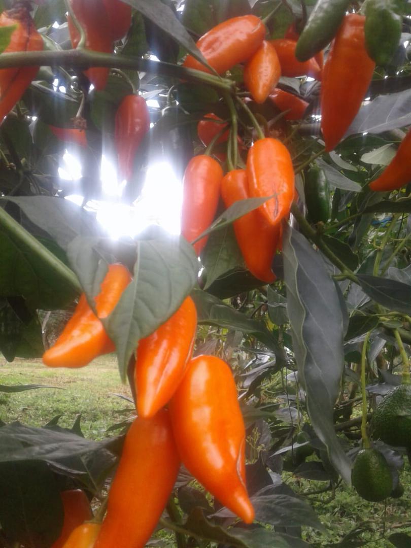 Aji Amarillo Kilo