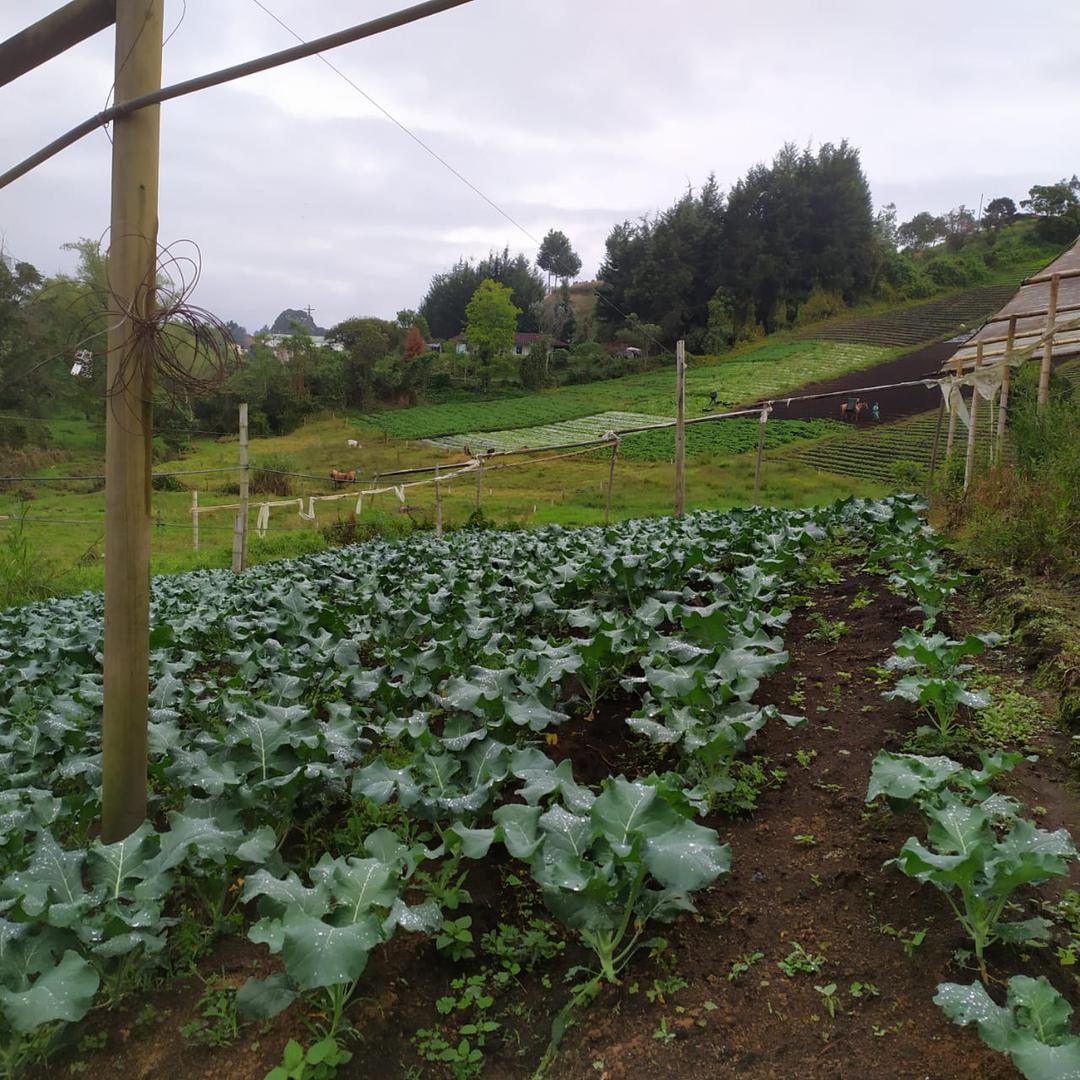 Hortalizas Cosecha De La Finca