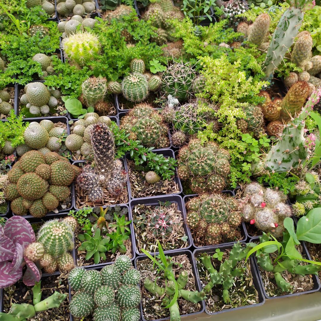 Suculentas Cactus Y Bonsai