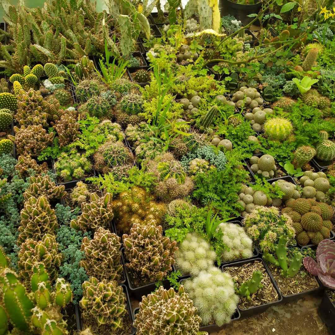 Suculentas Cactus Y Bonsai