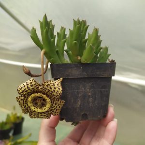 Suculentas Cactus Y Bonsai