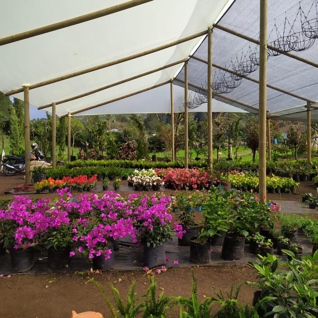Plantulas Ornamentales Frutales Y Nativas