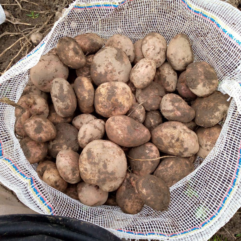 Gruesa