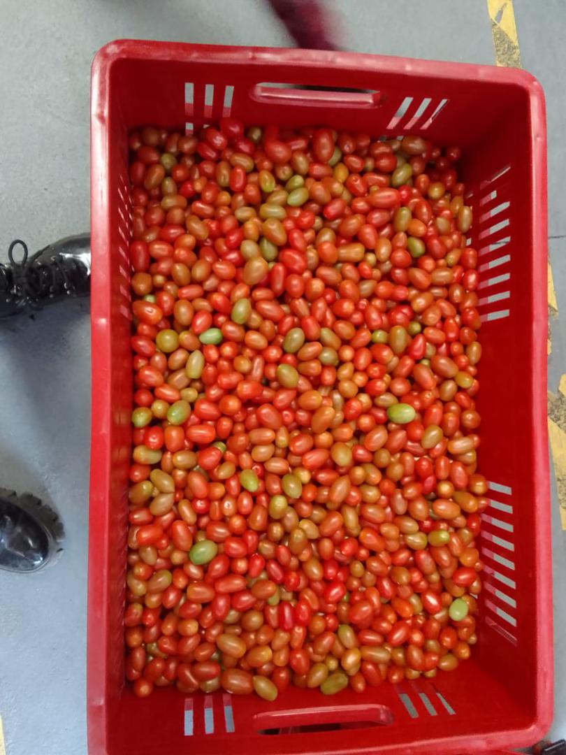 Tomate Uvalina Baby