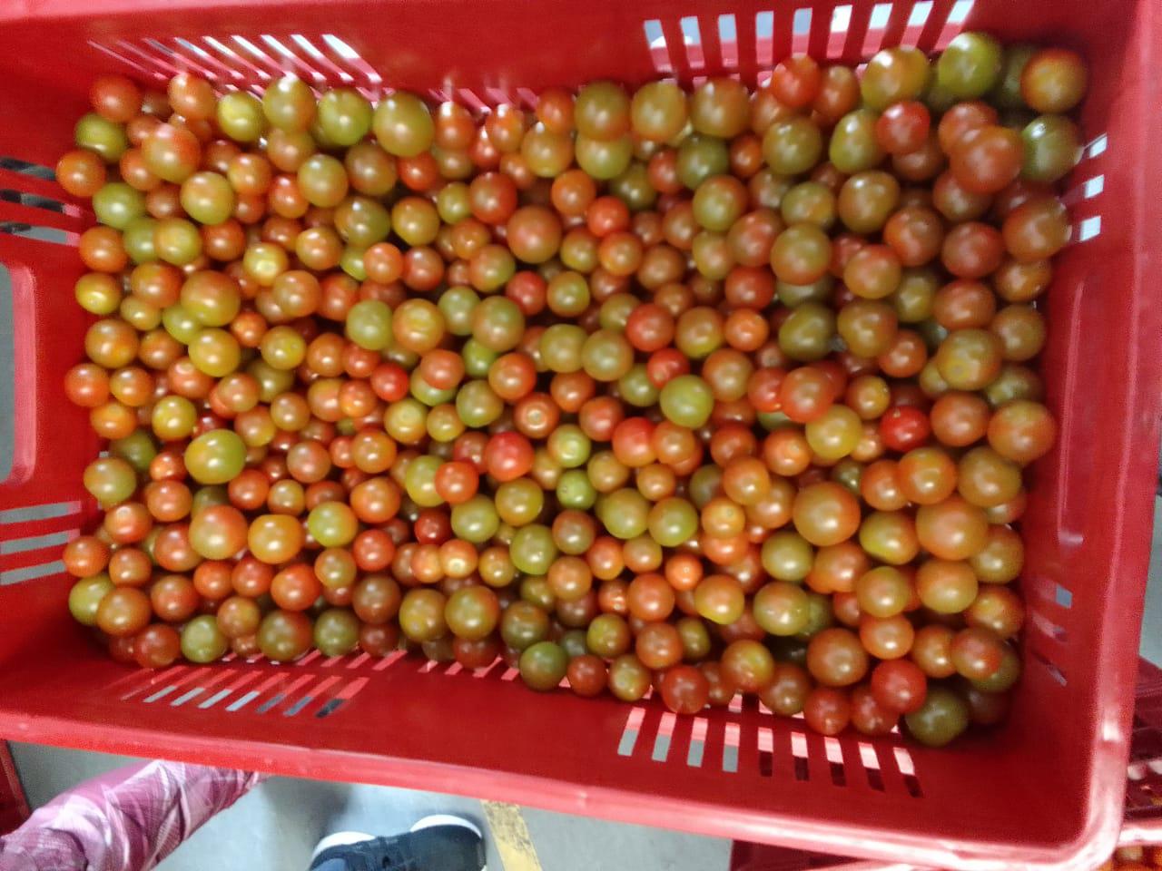 Tomate Tropical Cherry