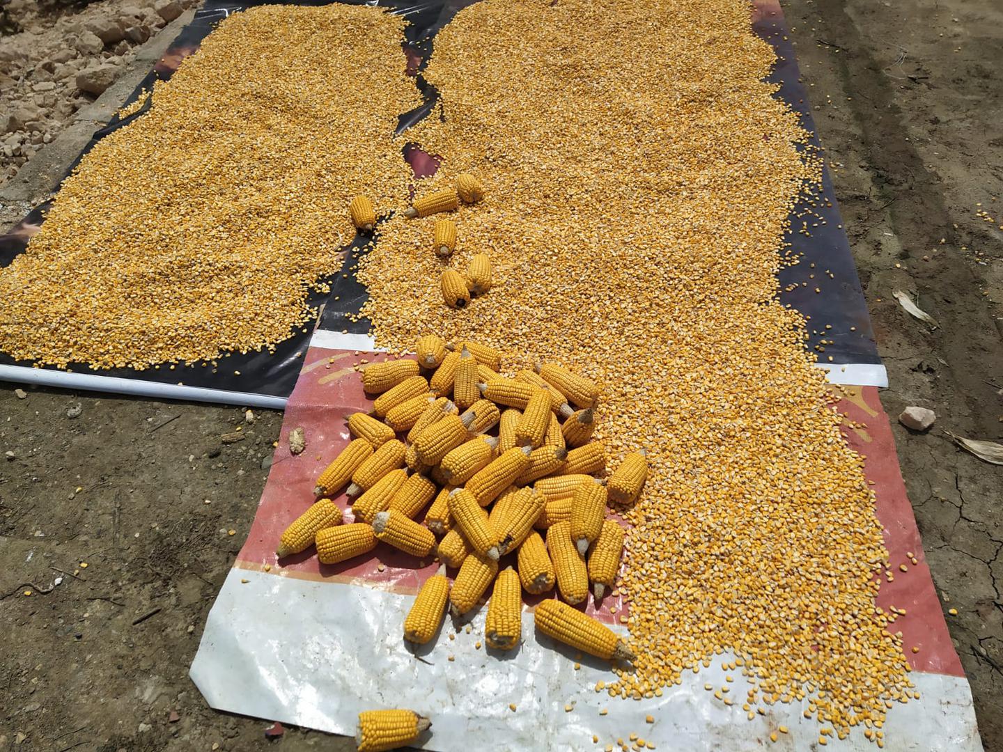 Maiz Cariaco Del Amarillo