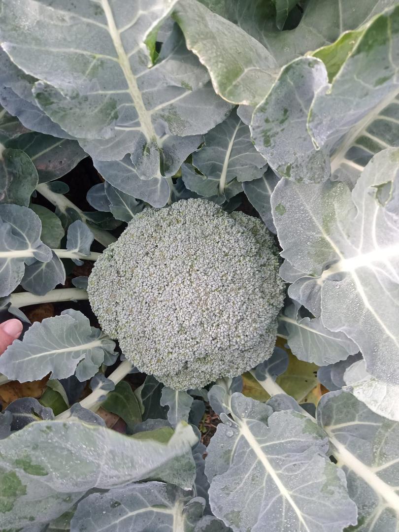 Brocoli Por Docena