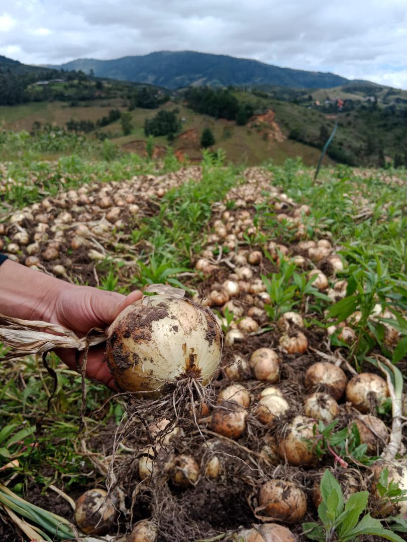 Cebolla Cabezona X Bulto