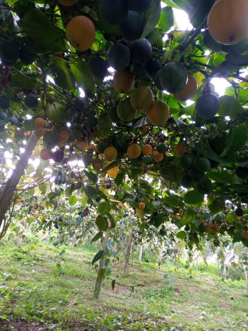 Granadilla