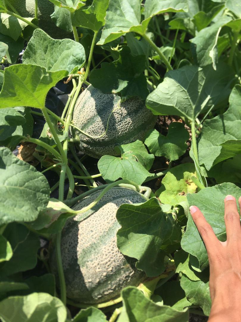 Melon Organico