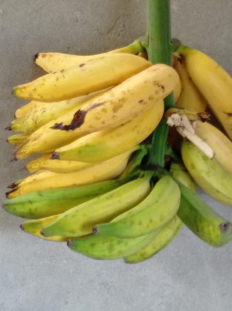 Banano Criollo — foto 2 de 3