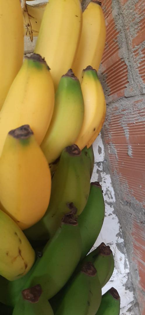 Banano Criollo