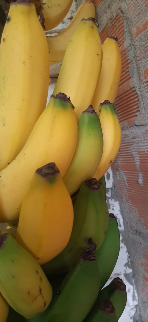 Banano Criollo — foto 3 de 3