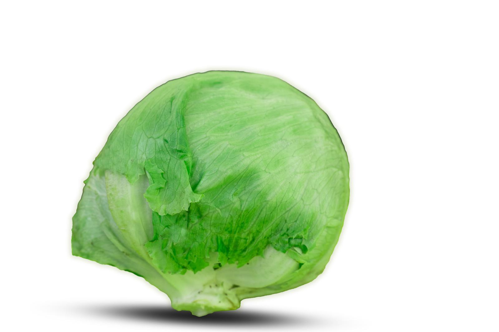 Lechuga Batavia
