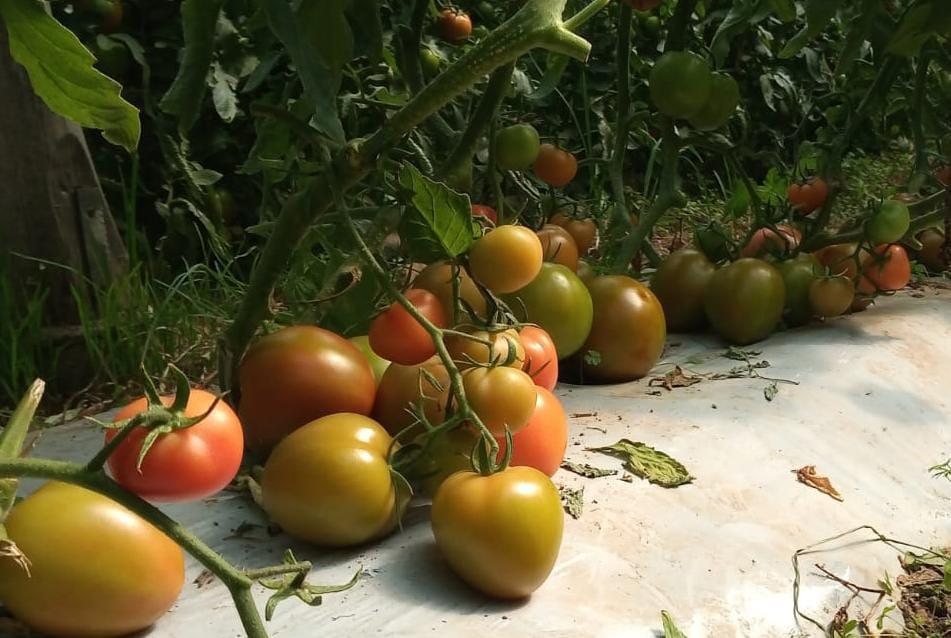 Tomate Chonto