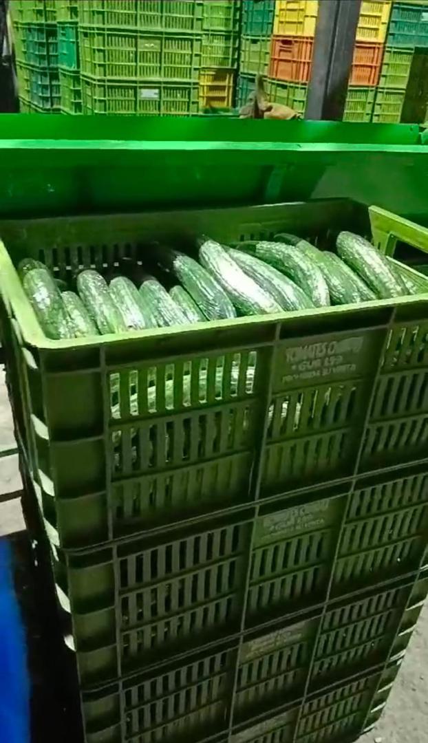 Pepino Europeo