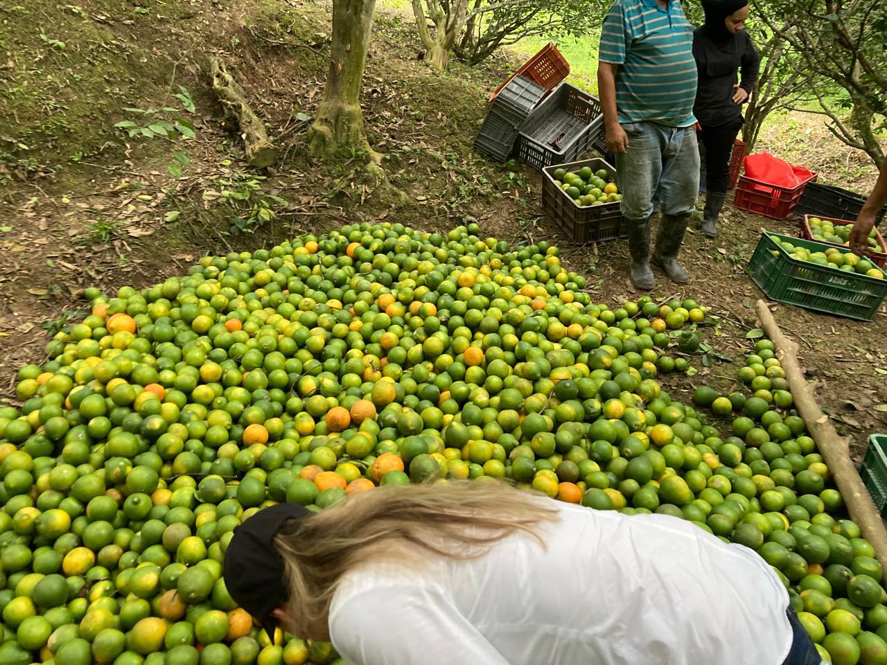 Naranja Tangelo