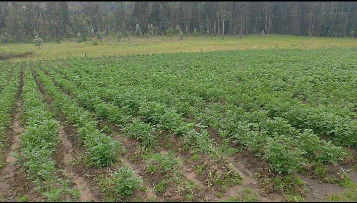 Papa Pastusa Superior
