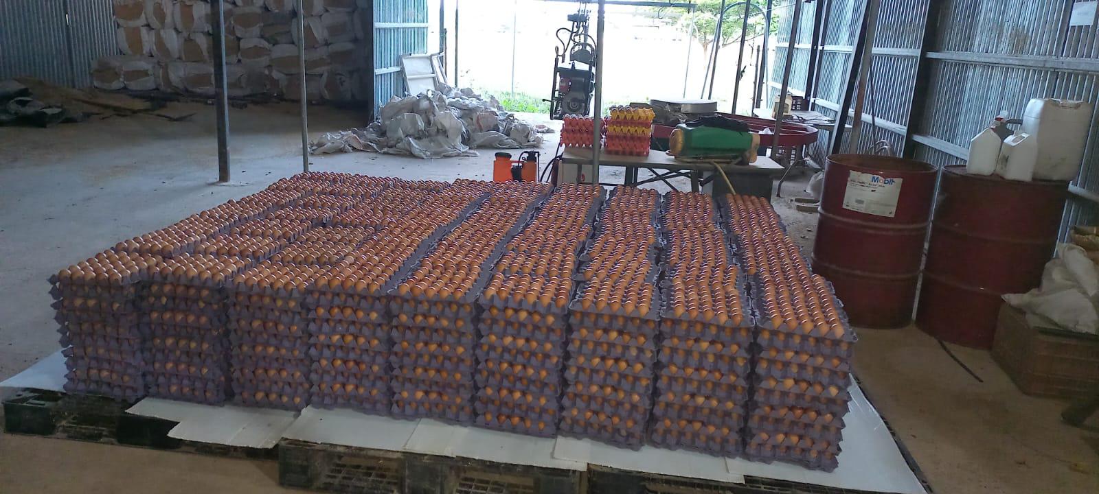 Huevos de Gallina Highland Brown