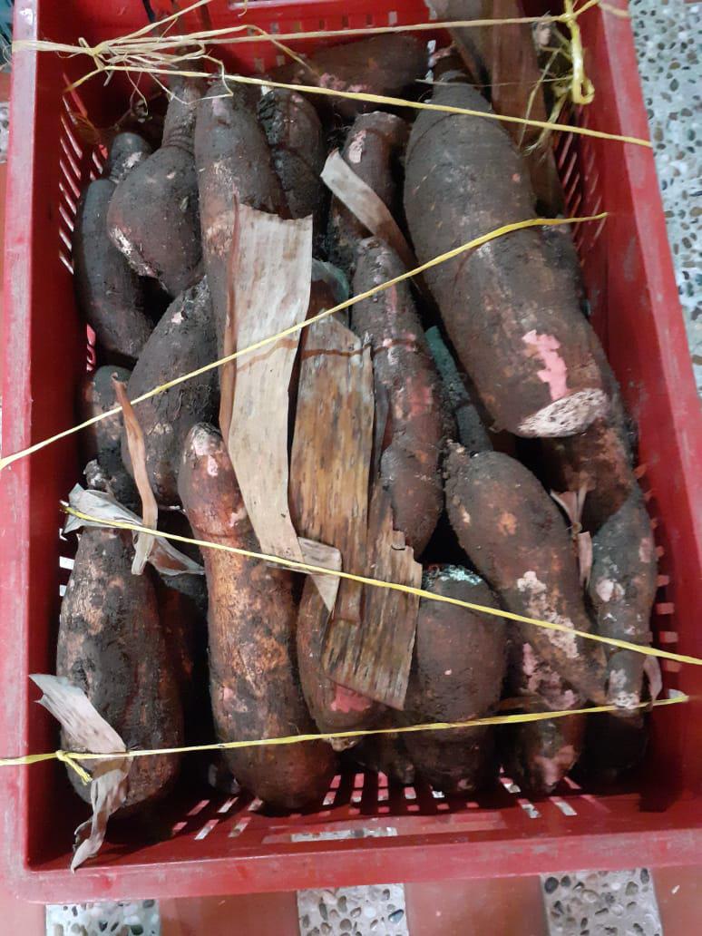 Yuca Sietemesina